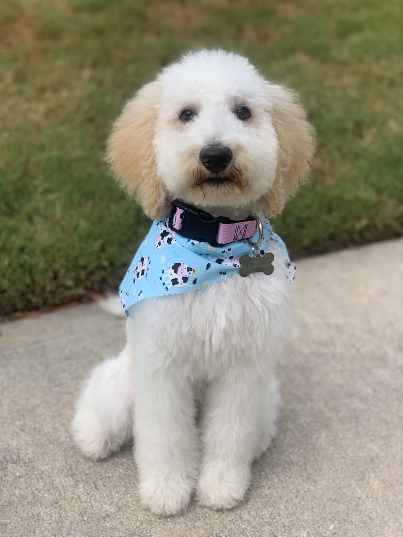 A doodle outdoors after its groom, coat clipped and fluffed