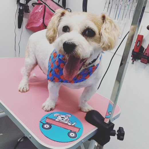Small cream-and-white dog in a bandana on the grooming table inside the Wag'N Wheels van