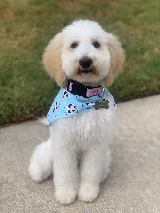 Freshly groomed cream doodle in a blue paw-print bandana after a full clip