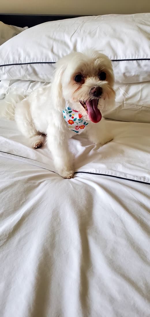 Small white fluffy dog, coat soft and clean, tongue out