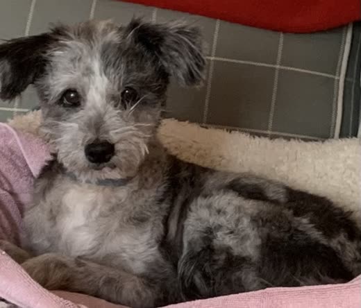 Grey and white scruffy terrier resting in a pink and cream bed